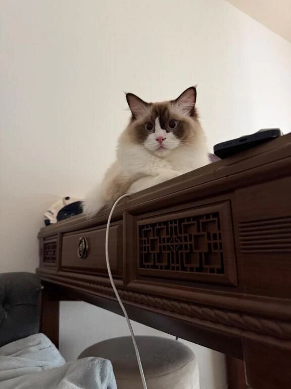 &#128049;