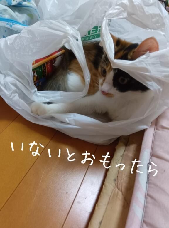 おはようございます