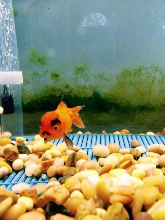 &hearts;&#65039;&#128514;おもしろシリーズ&#128514;&hearts;&#65039;