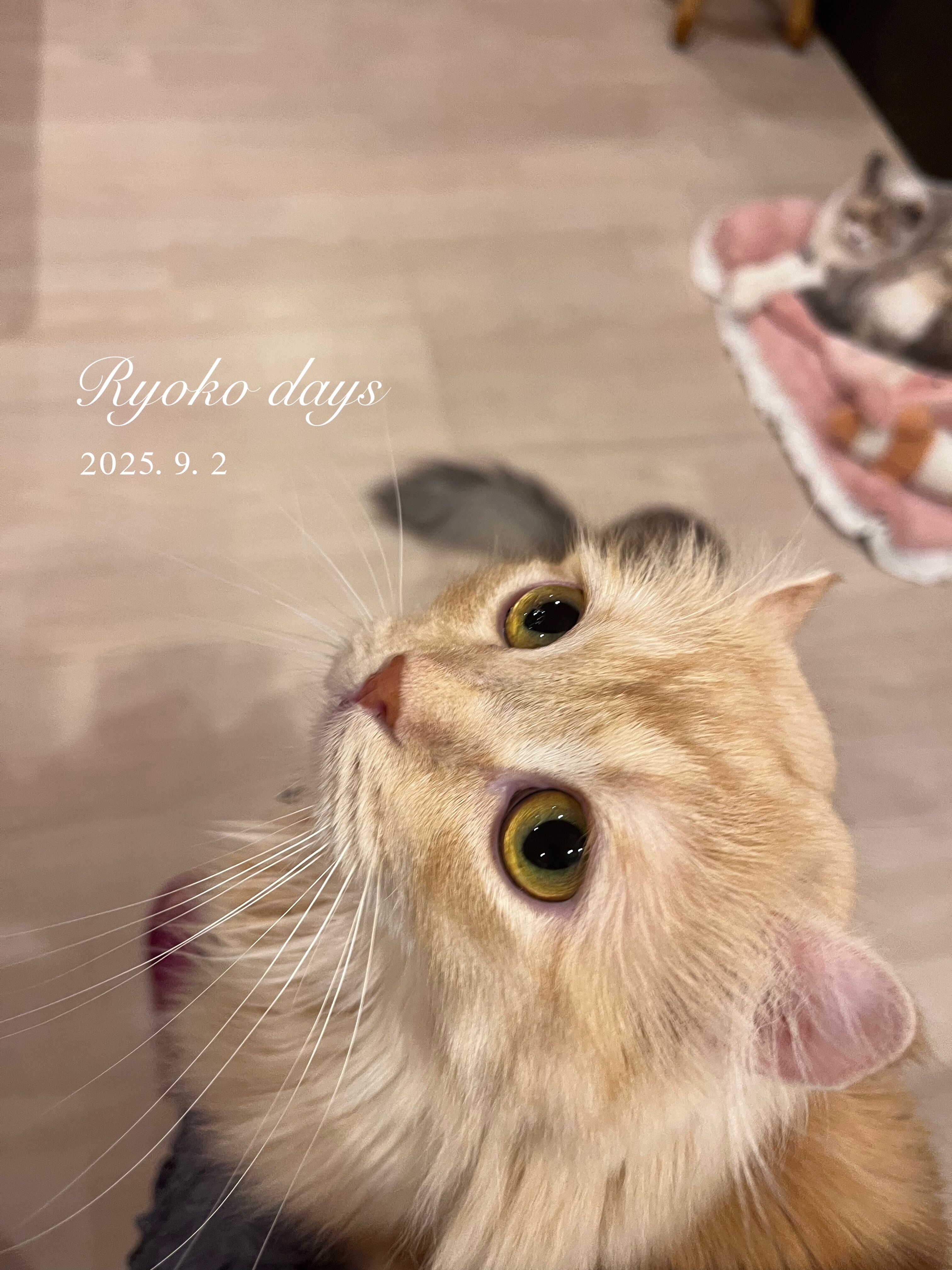 ワーカーホリックになれにゃい&#9825;