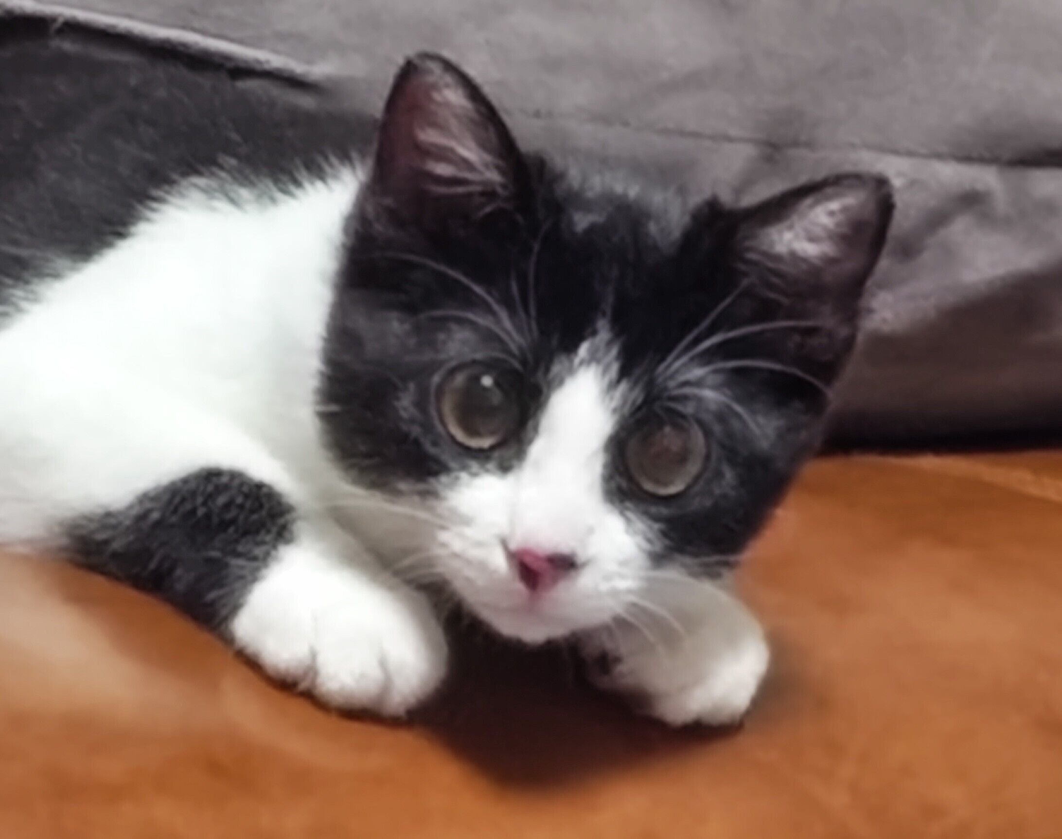 猫ちゃん
