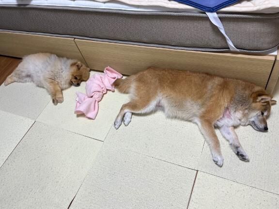 復帰まで あと3週間