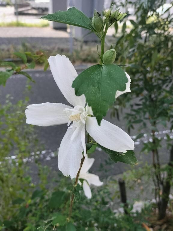朝から