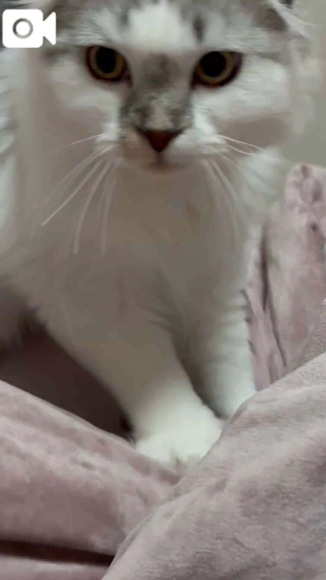 足元から&#128008;