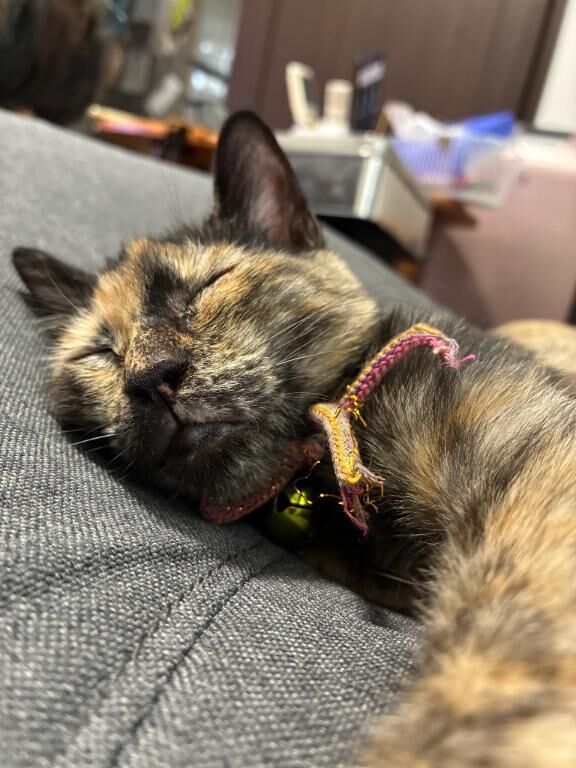 今日はお酒の日