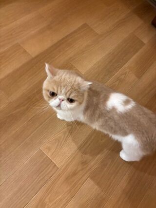 猫カフェにて