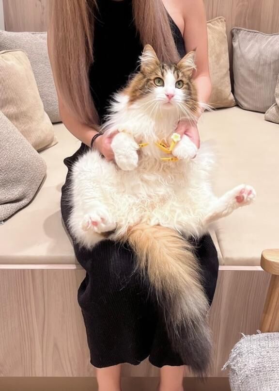 ぽよよん