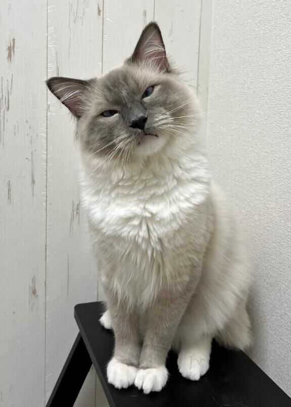 (  ･&#9825;&#9825;･&#9825;  )