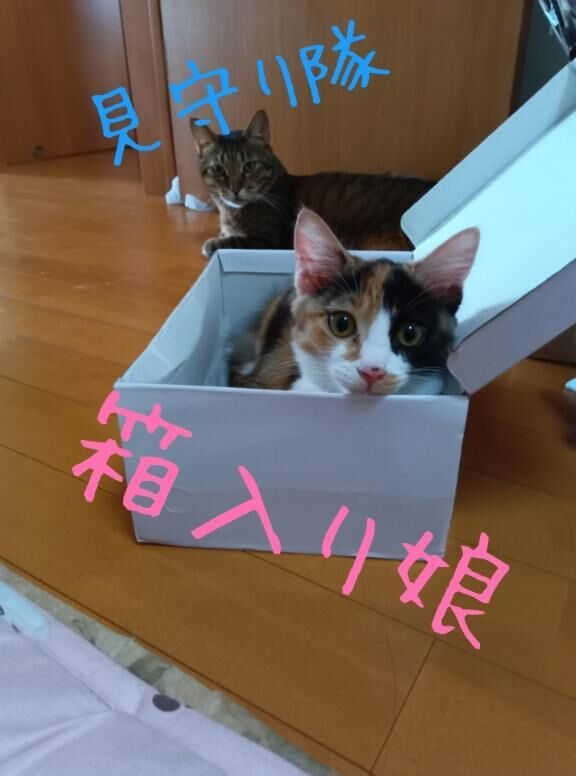 今週のシフトは