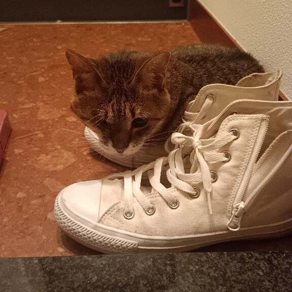 可愛い過ぎ