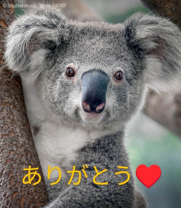 ★Thank you(&#8288;人&#8288;*&#8288;´&#8288;∀&#8288;｀&#8288;)&#8288;｡&#8288;*ﾟ&#8288;+★