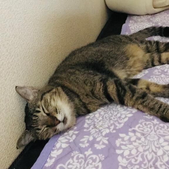 今後の出勤について