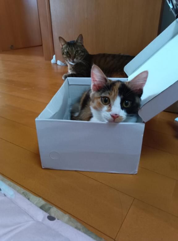 ViViの殿方様