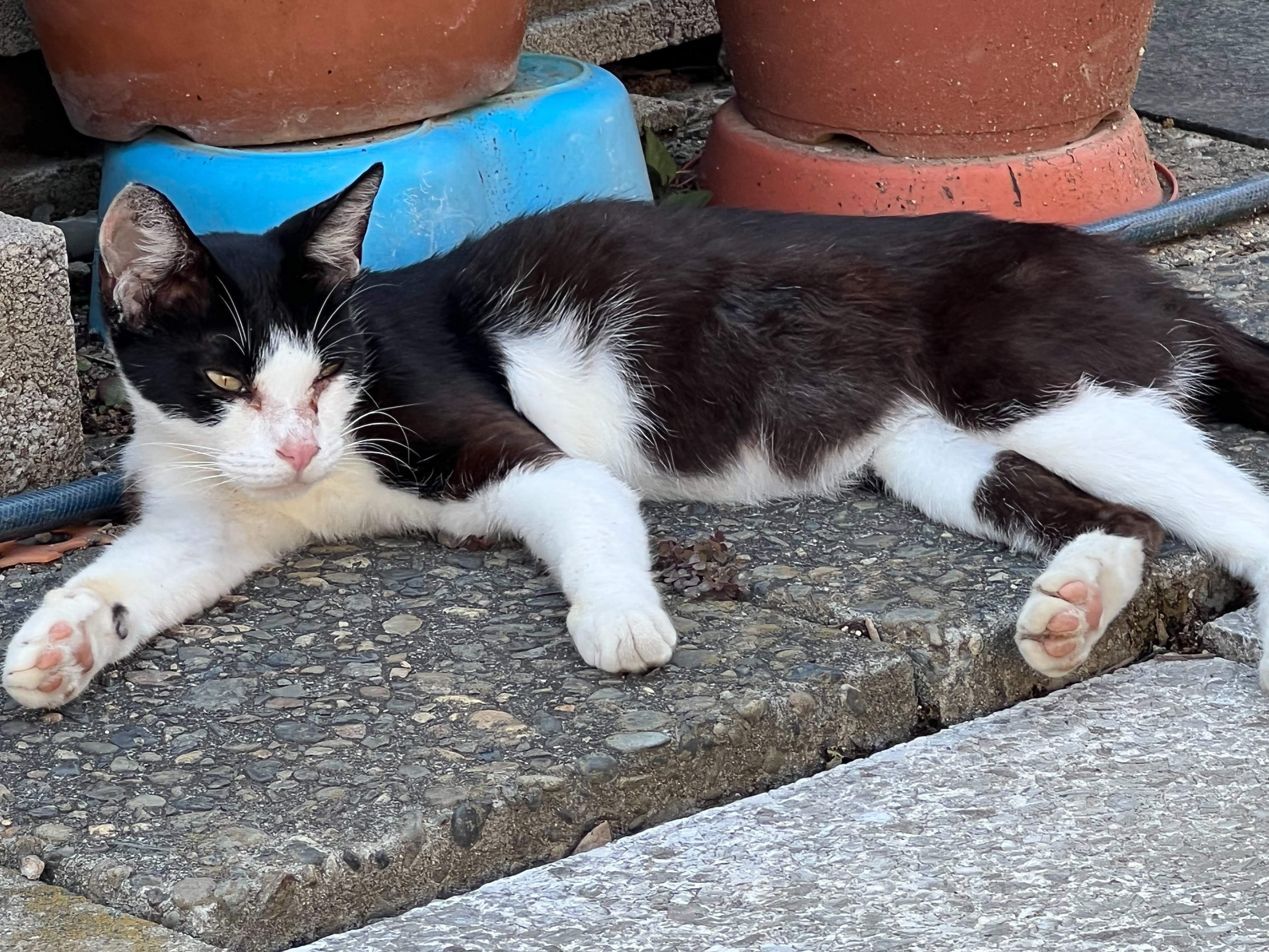 新入り猫。
