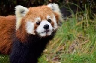 国際レッサーパンダデー（9月第3土曜日 記念日）