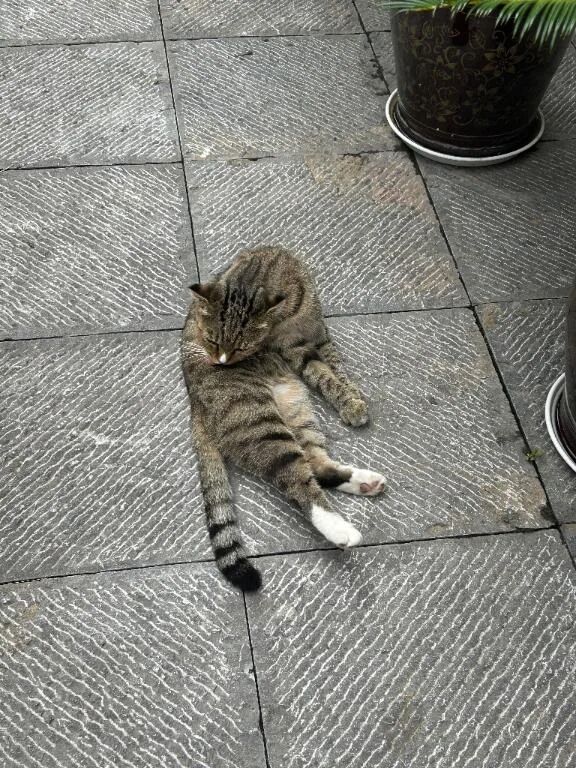 お久しいるにゃん