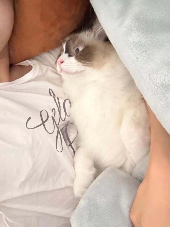 猫ちゃんと抜糸