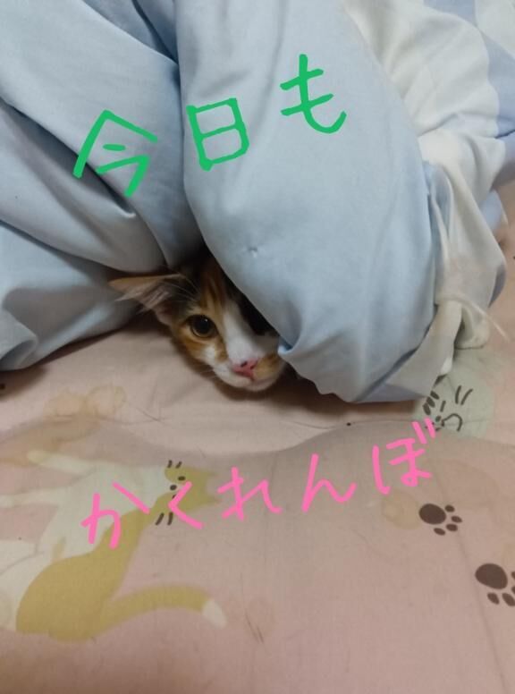 今なら
