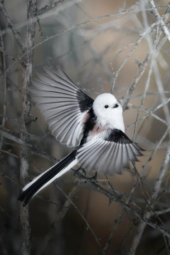 おはようございます。