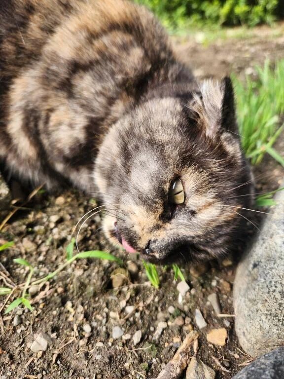 ねこ草&#127807;