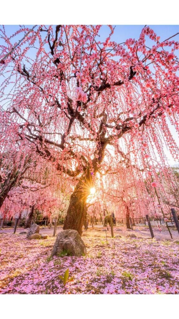 おはよう(   &#9825;&#9825;&#9825; )