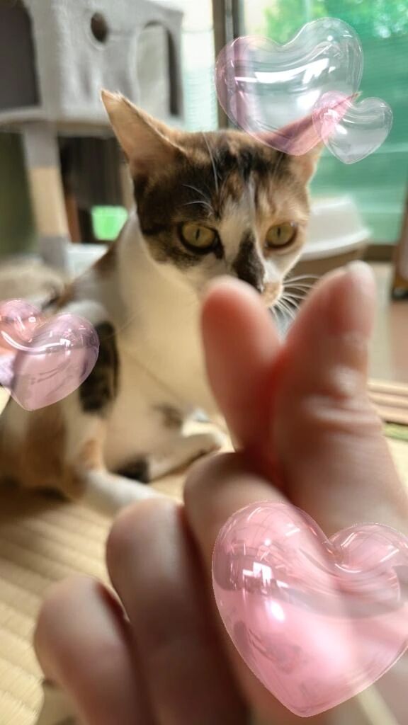 にゃんず&#128008;