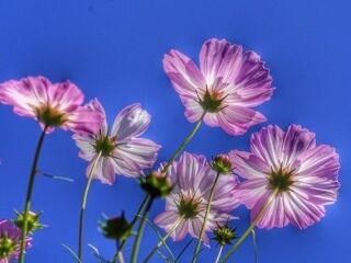 嬉しい　嬉しい　クチコミ