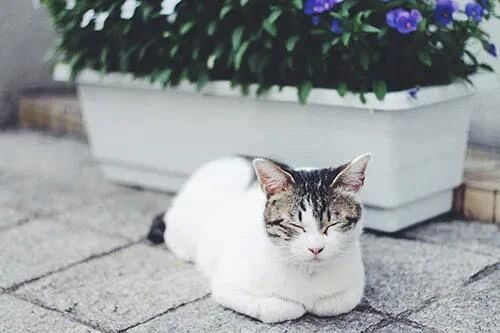 猫ちゃん