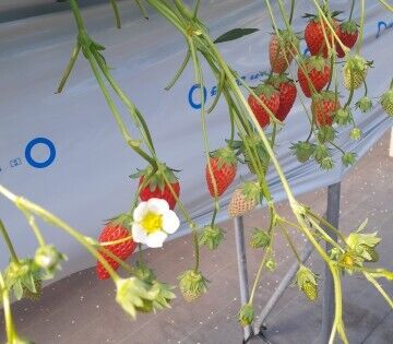 ２４日水曜　Ａ様　Love letter