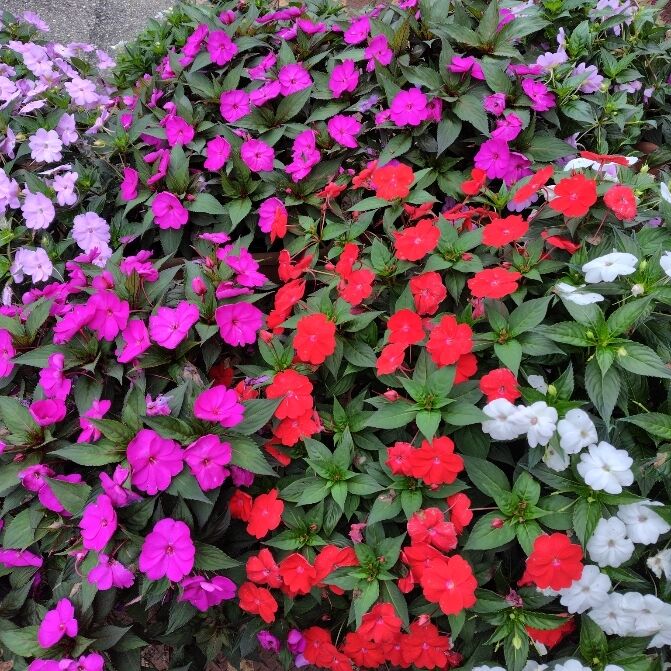 よろしくおねがいします