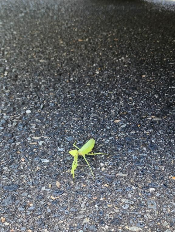 カマキリ！！
