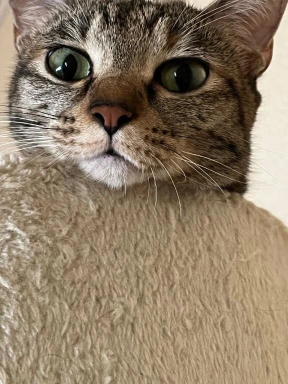 地味です