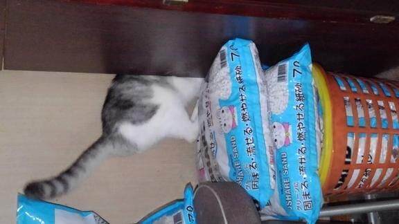 諦めも肝心