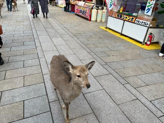 謝罪wみせてね