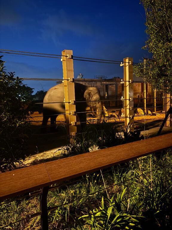 おやすみ(´；ω；｀)