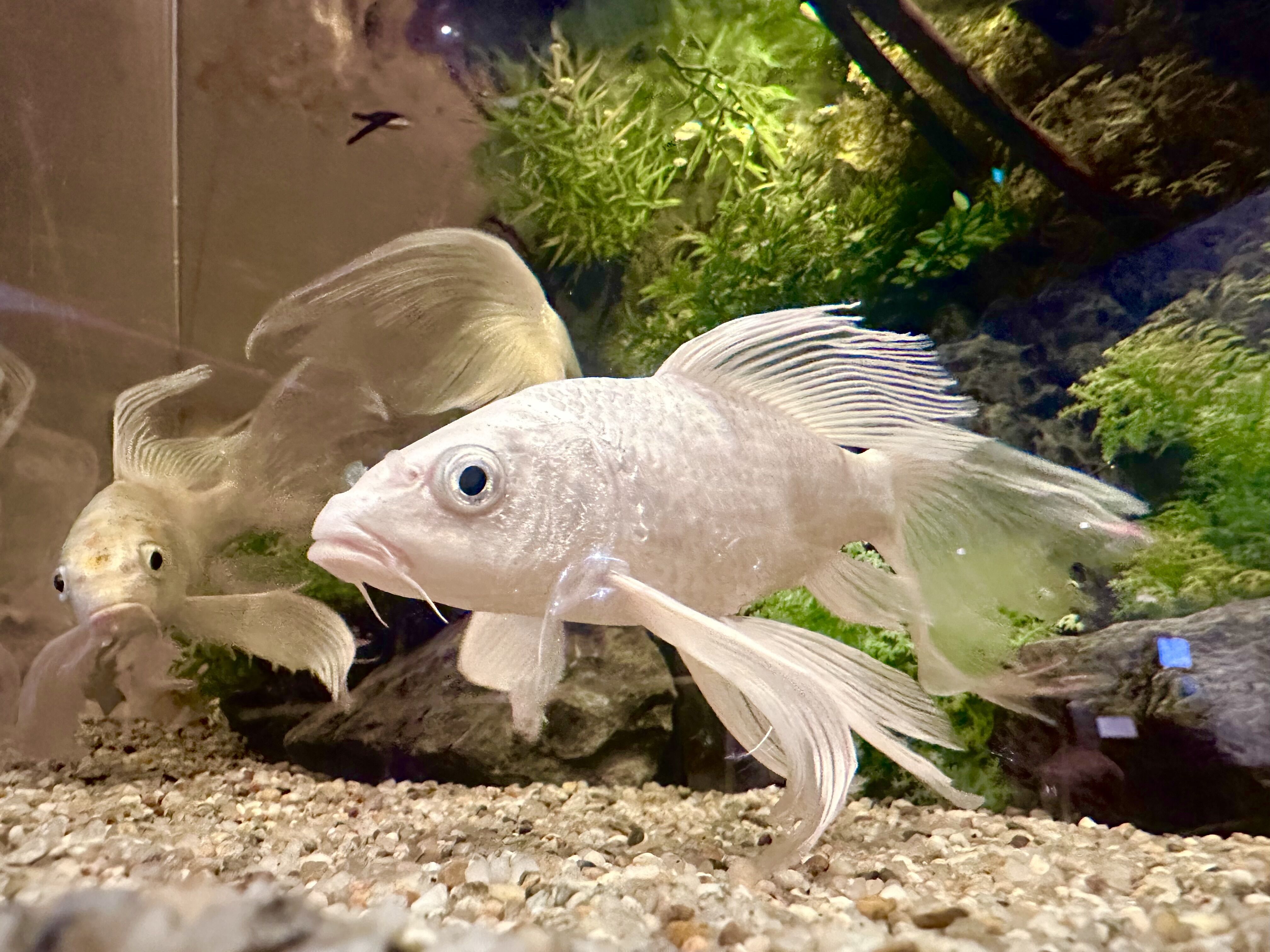 &#1013;( 'Θ' )&#1014;