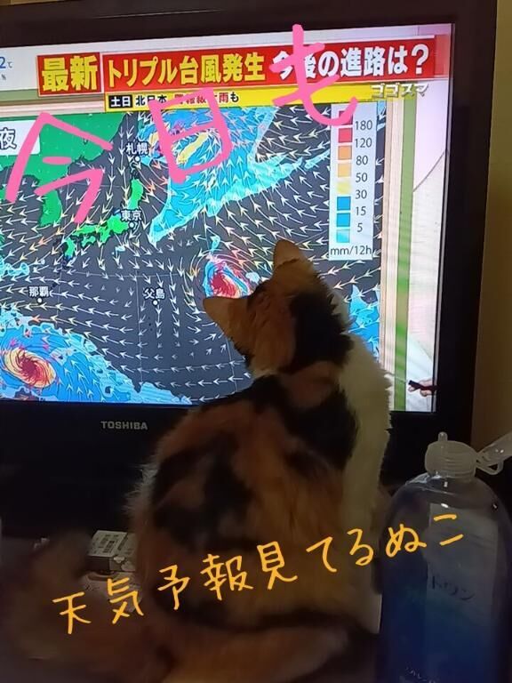 来週のシフトは