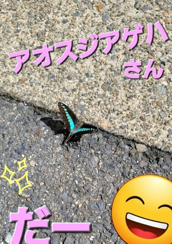 おー。久しぶりに街中に登場！アオスジアゲハさん&#9825;