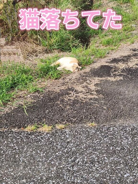 &#128049;&#127807;&#128739;&#65039;
