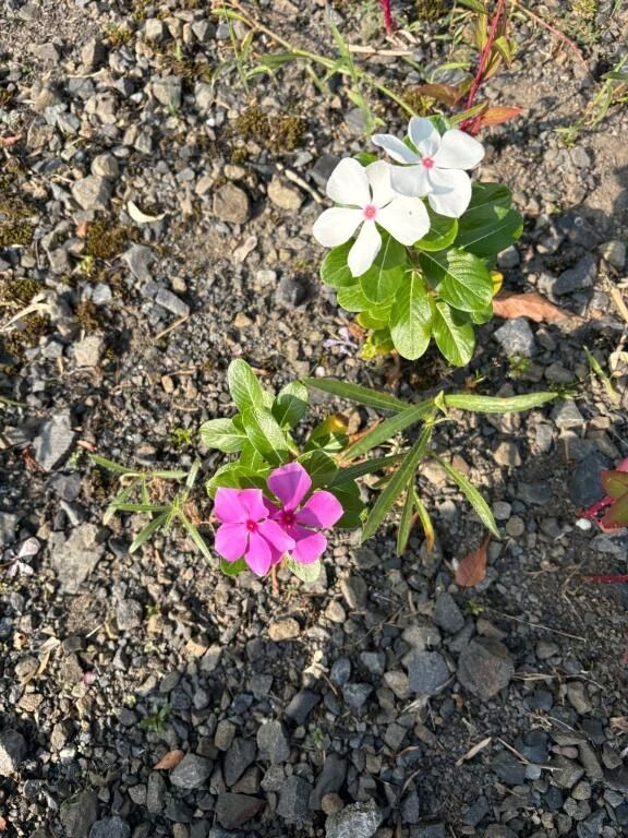 決まりました&#128079;