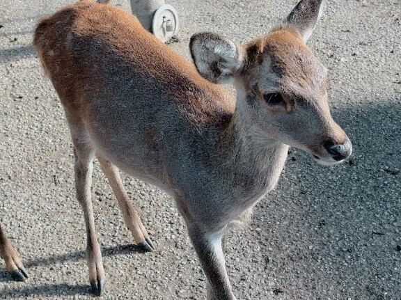 奈良&#129420;