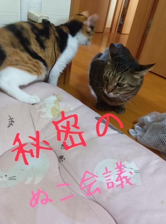 ラスト1枠