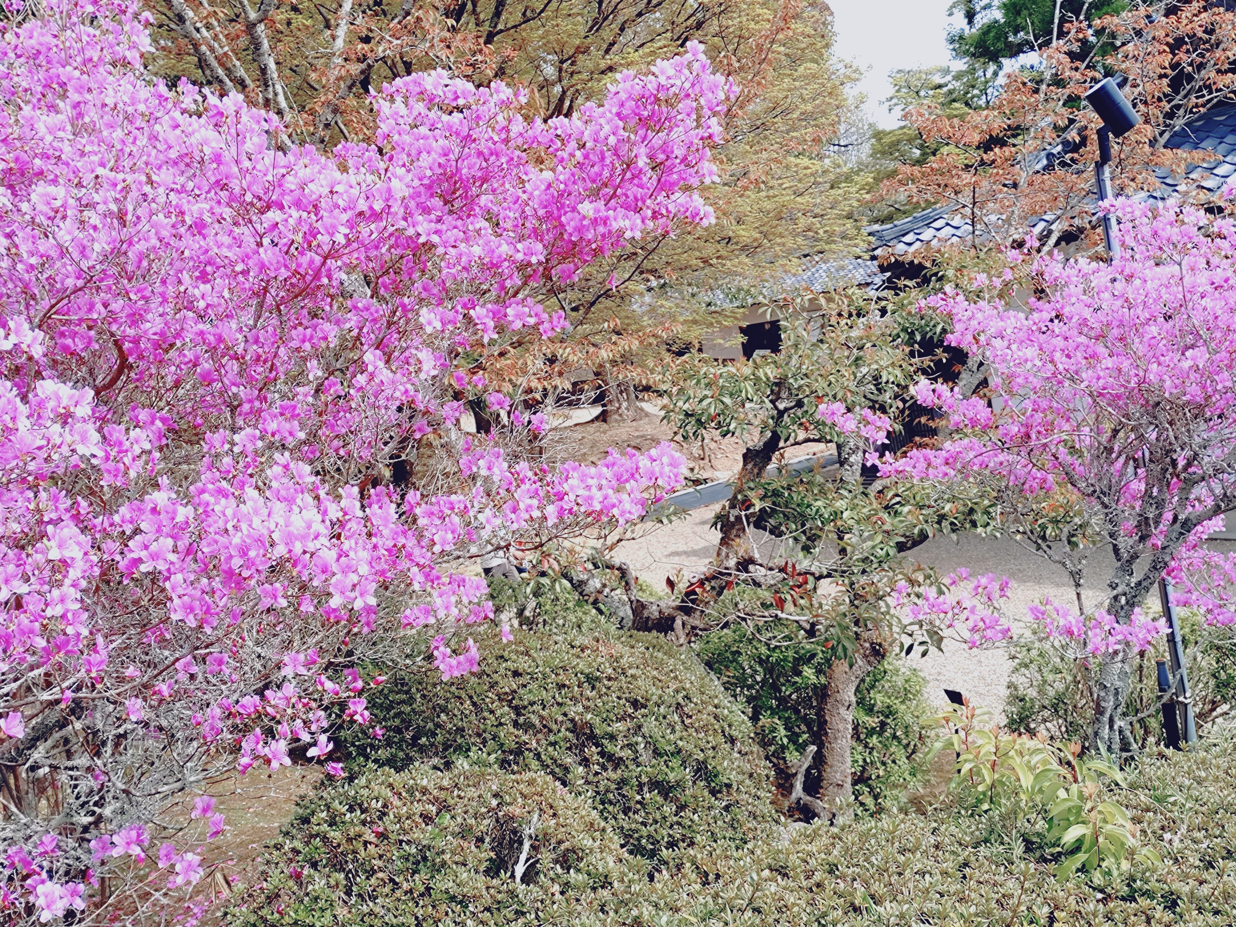 　早起き&#127809;&#10024;&#65039;