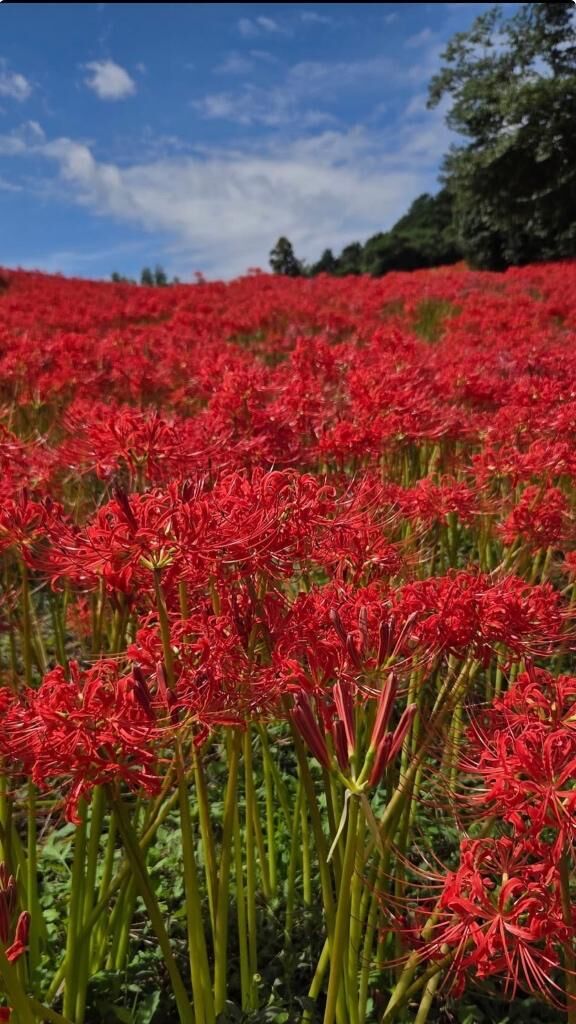 曼珠沙華。。