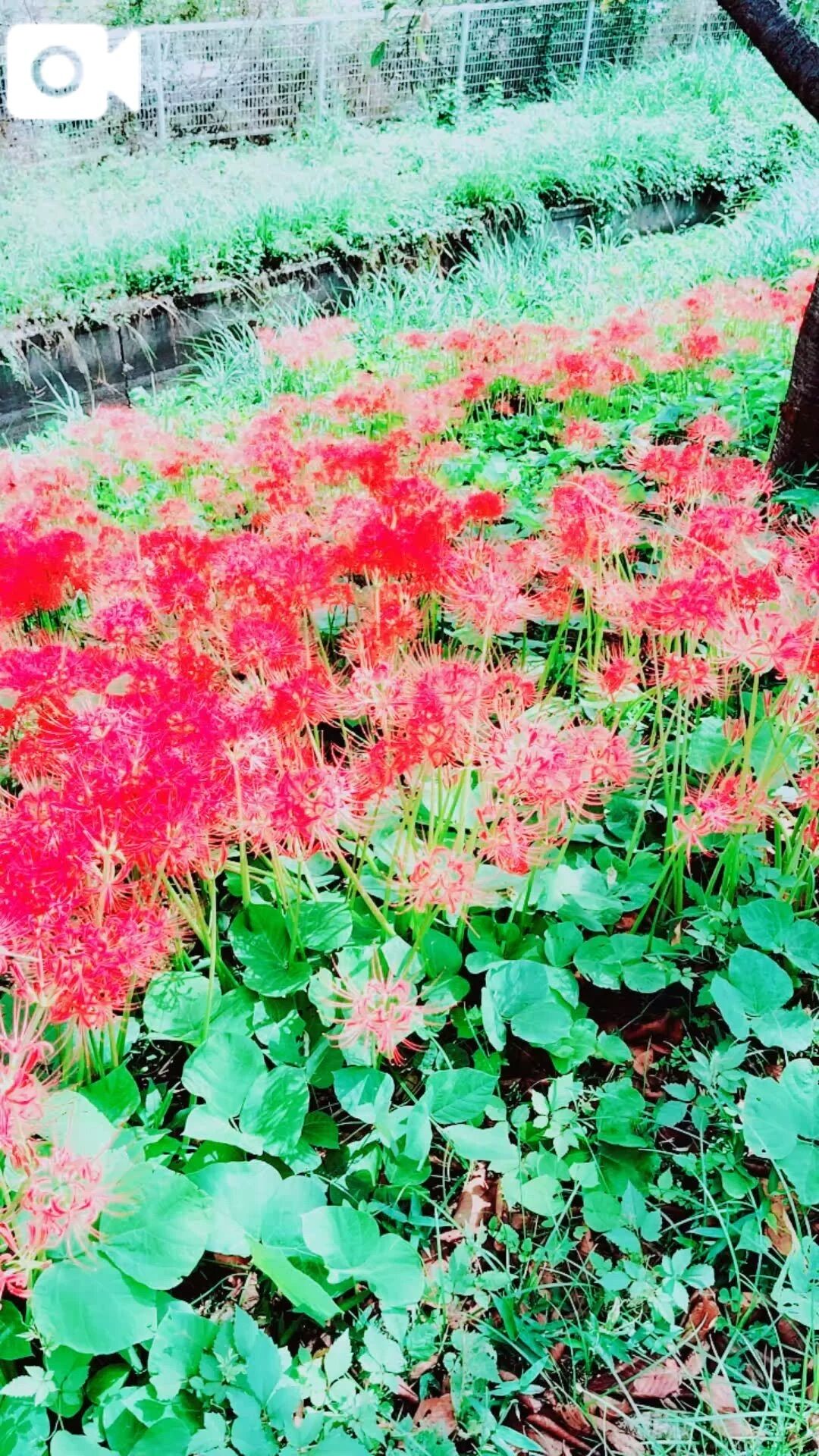彼岸花