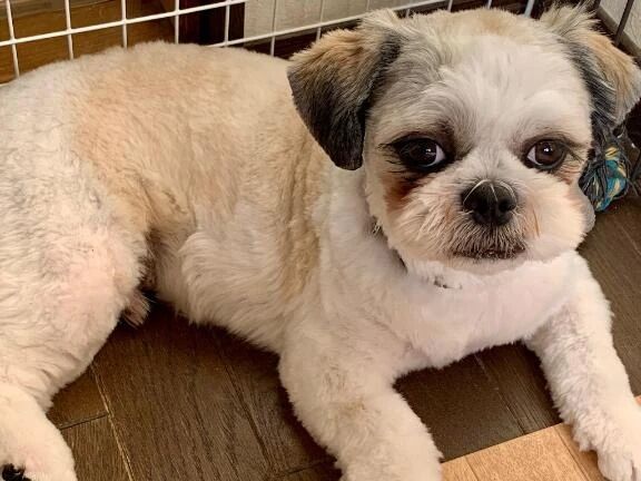 わんわん！&#128054;