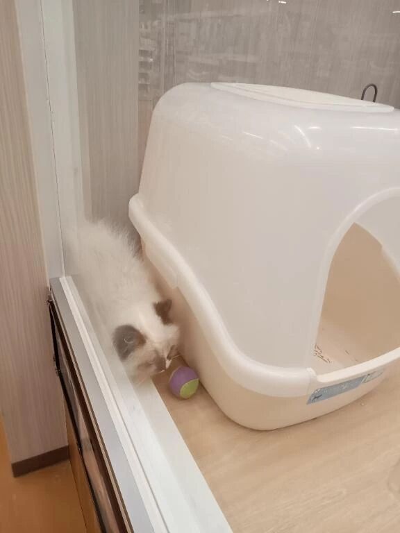 お相手して頂けるお兄様、お願いします&zwj;♀