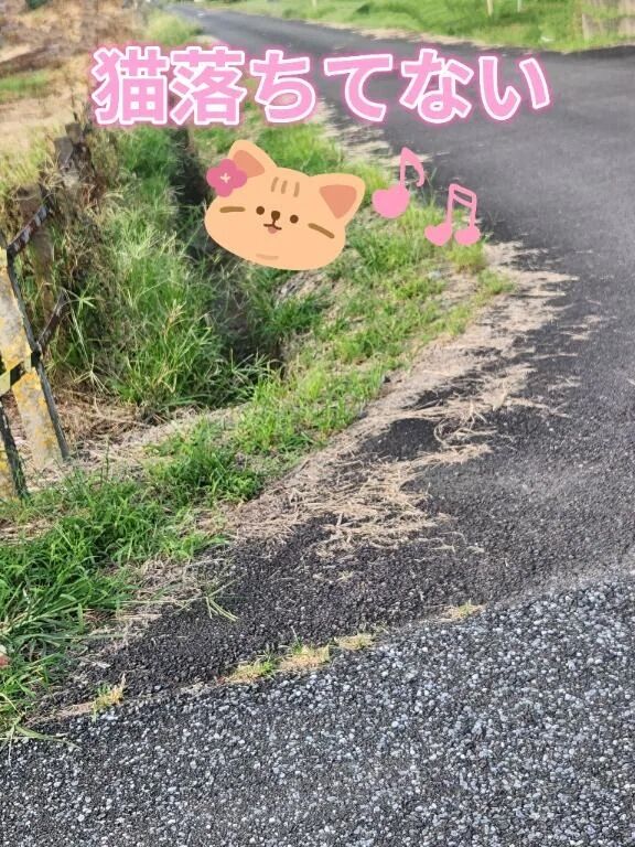 続・落ちてた猫&#9786;&#65039;