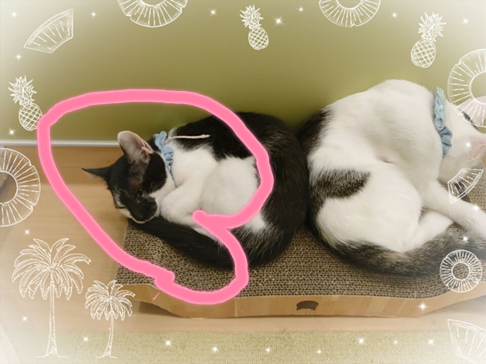おはよう