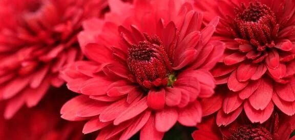 花言葉